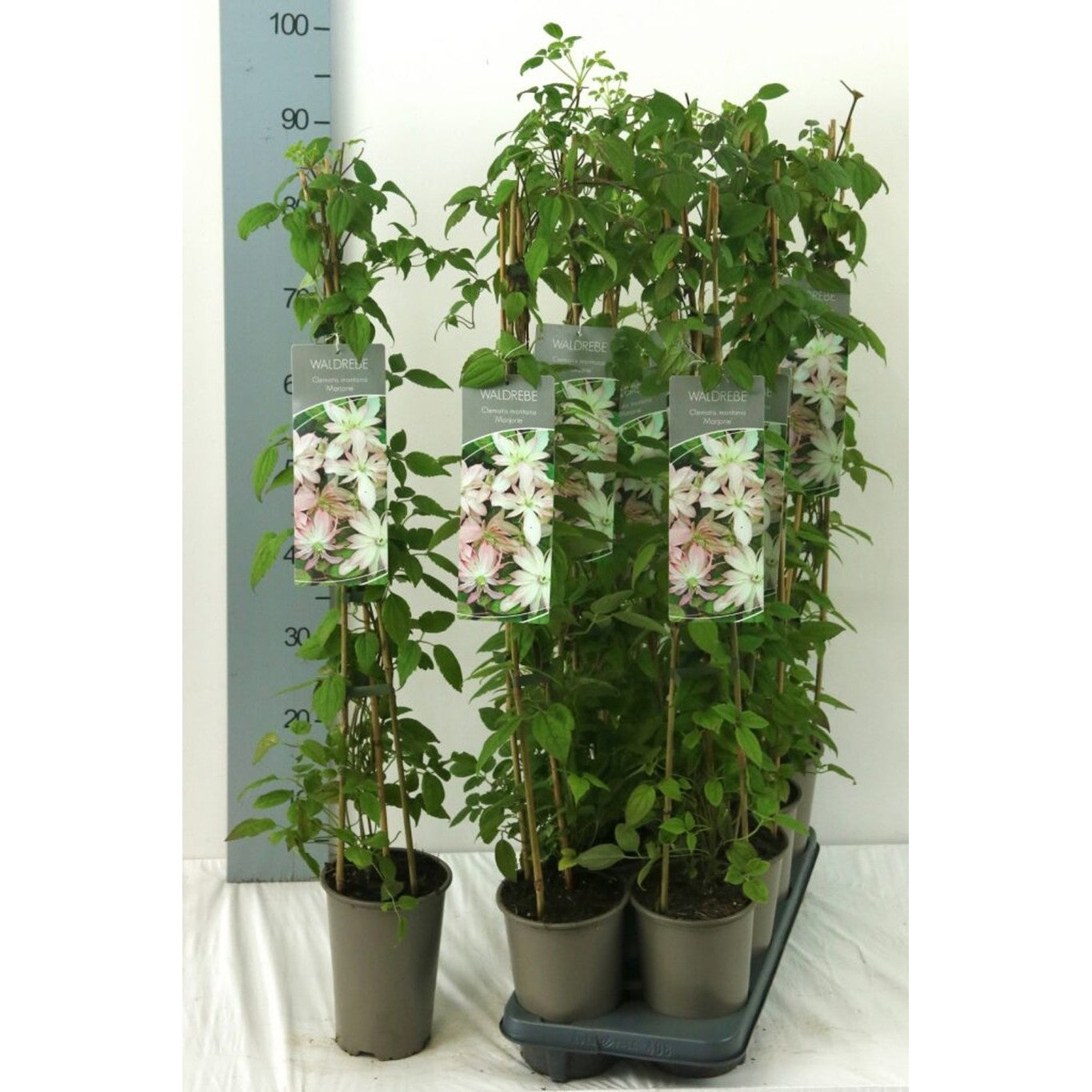Klematis – Clematis 'Marjorie' - C2 60-80 CM Stick